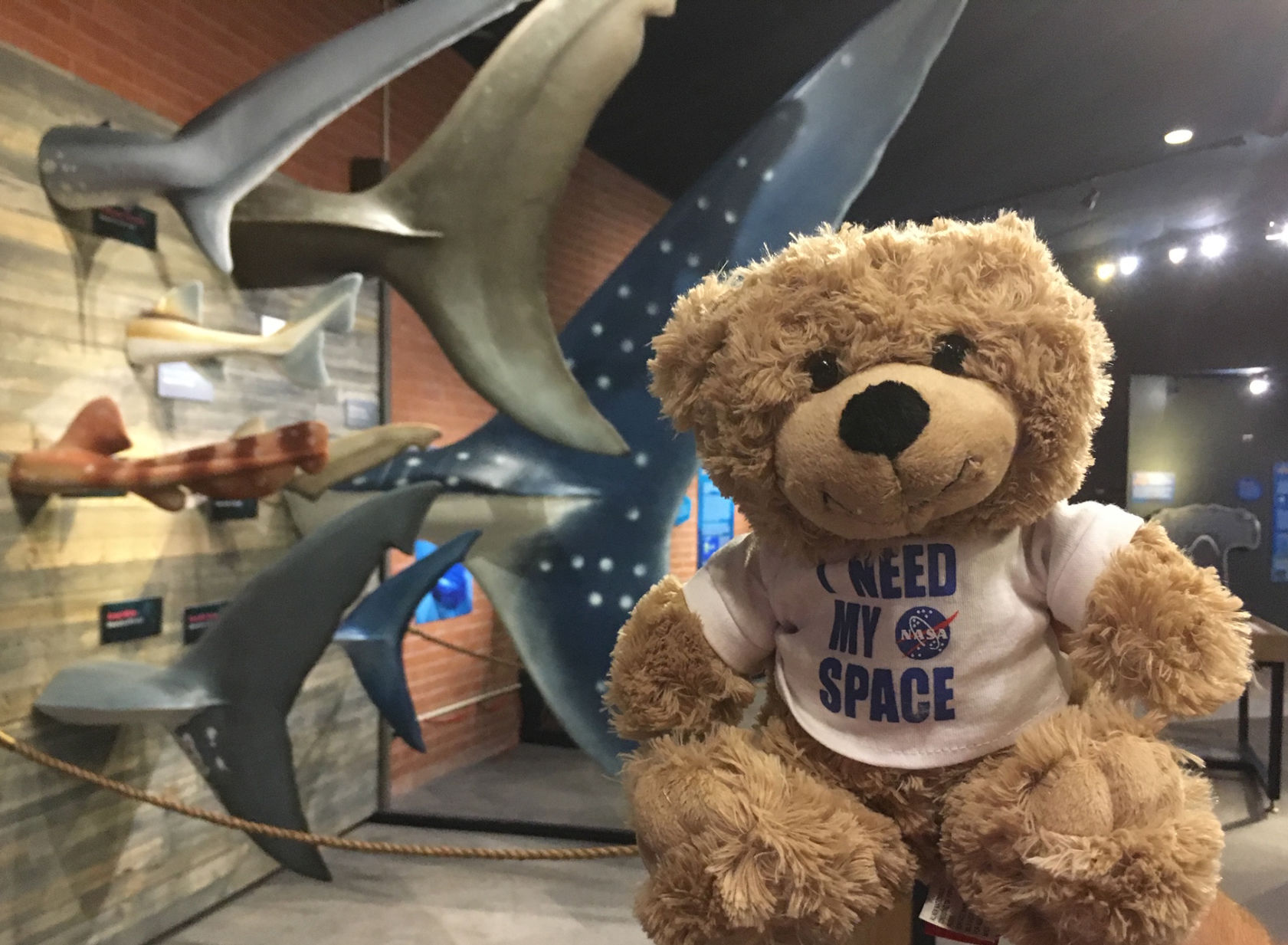 Bring your Bear to Flandrau Day